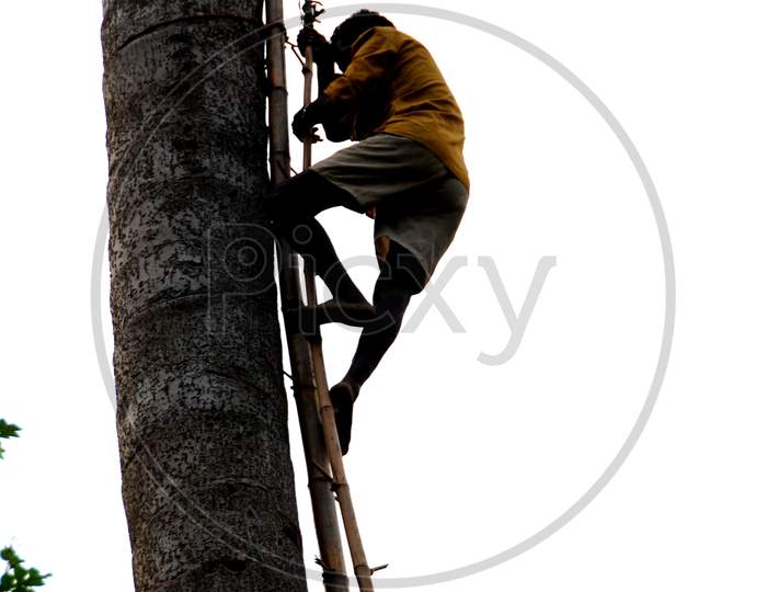 Silhouette Of a Toddy Tapper On a Palm Tree