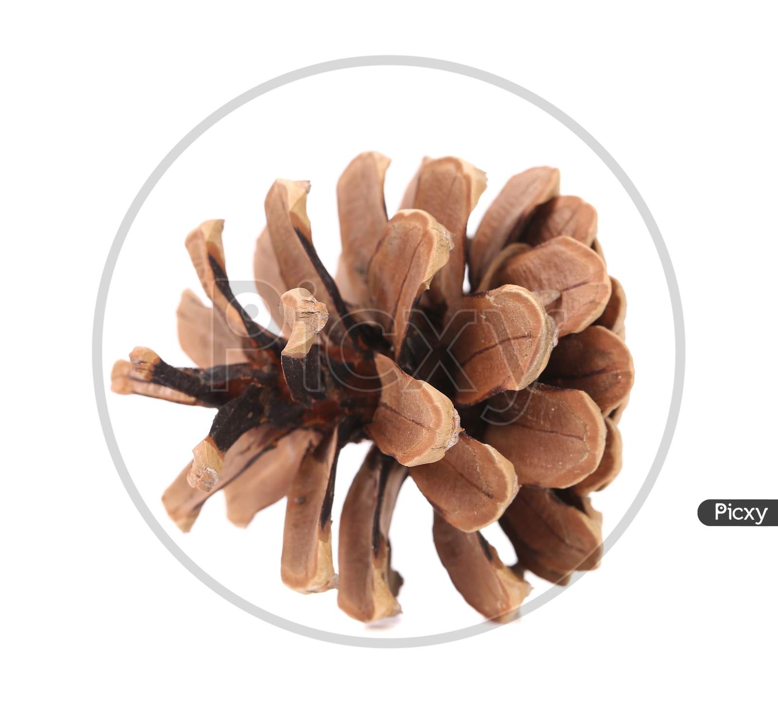 Brown Pine Cone. Isolated On A White Background.
