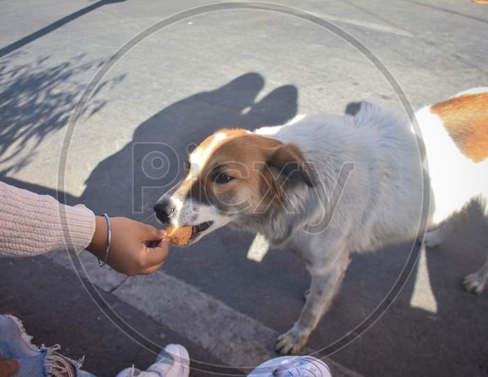 a girl giving the food for the street dog