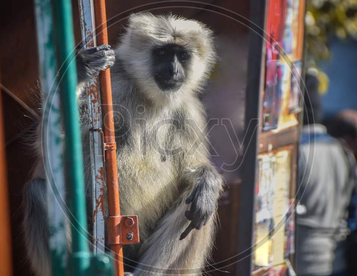 monkey sitting on the temple wall