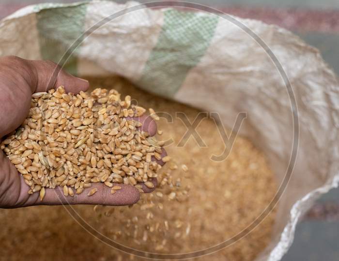 Wheat grains in hand after harvesting and threshing of wheat crop