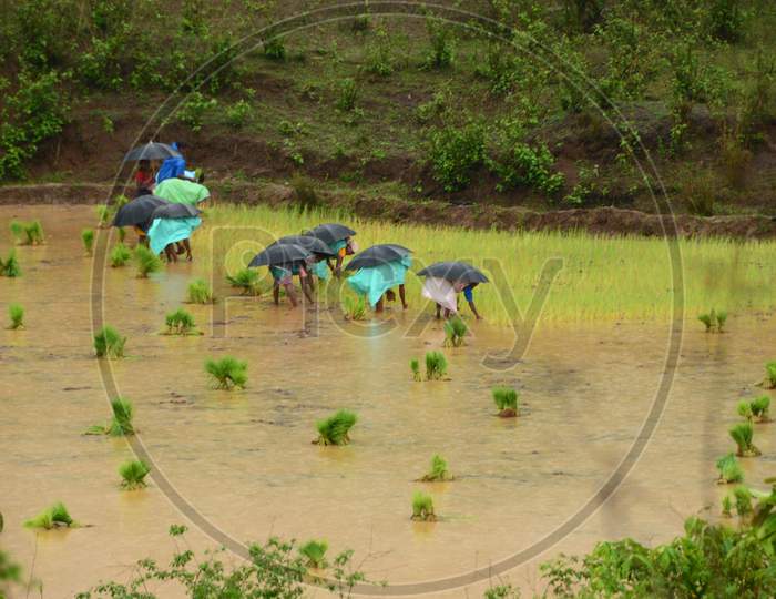 Woman Farmer Planting Paddy Saplings In Agricultural Fields Of Araku