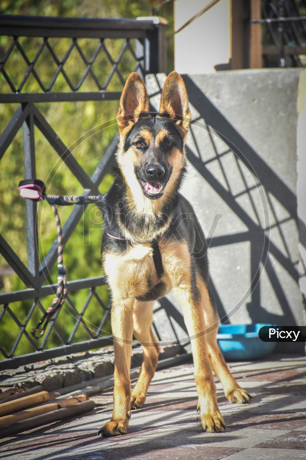a portrait of a German dog