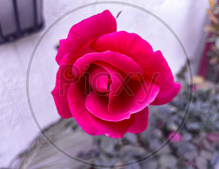 Fresh Red Rose Flower  Blooming  On Plant