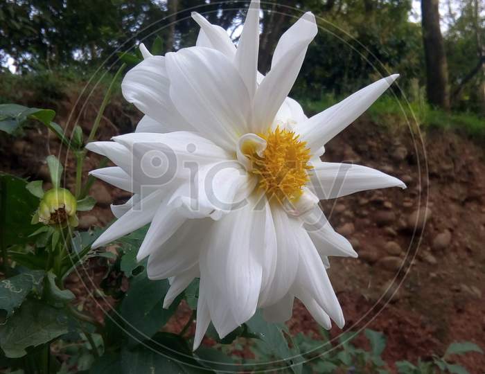 Beautiful white flower in Himachal Pierdas India