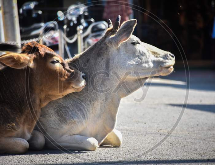 Indian cow with calf on a street