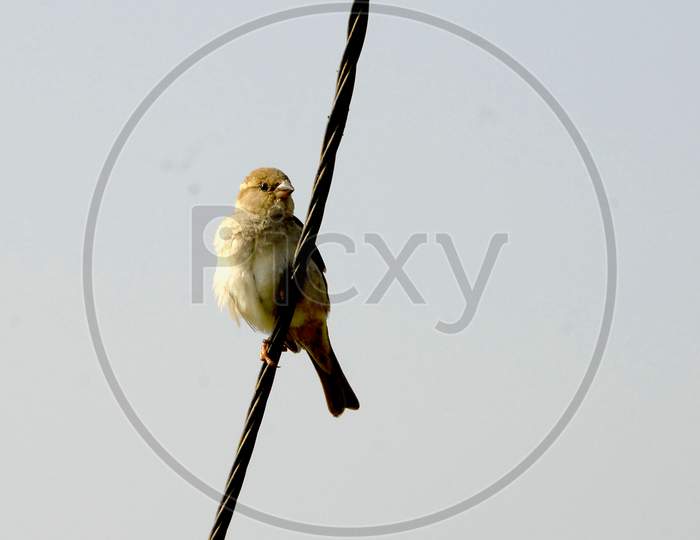 Bulbul Bird On a Electric wire