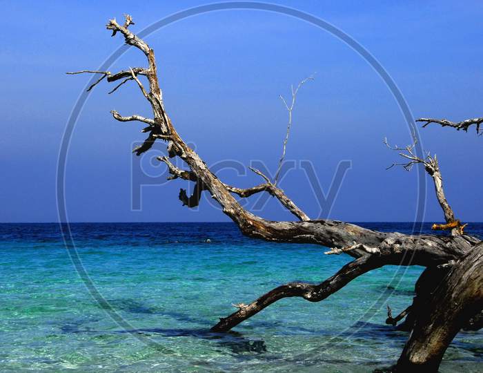 A Broken Tree At a Beach in Andaman
