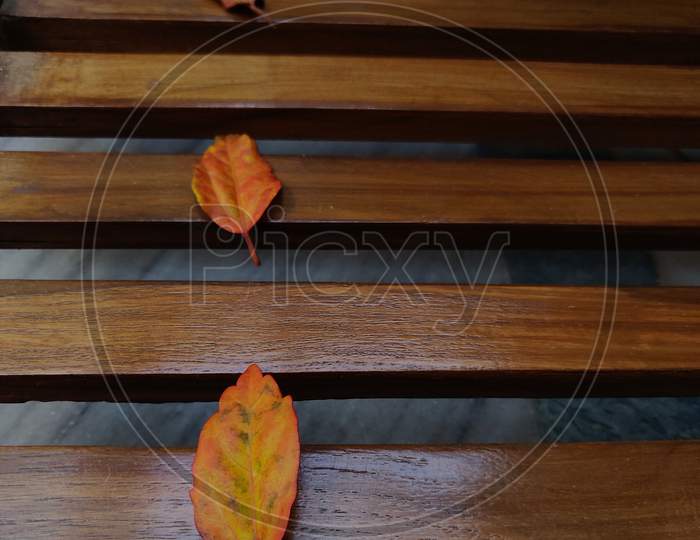 Dried leaf on a wooden stick