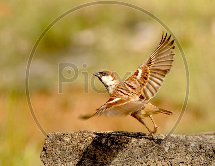 House Sparrow Flying  Closeup