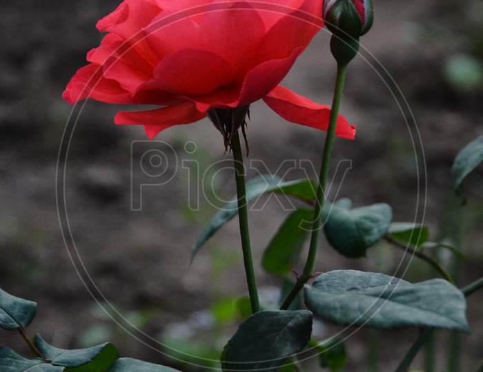 Beautiful red Rose plant in garden