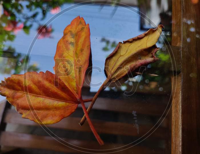 Dried orange leaf