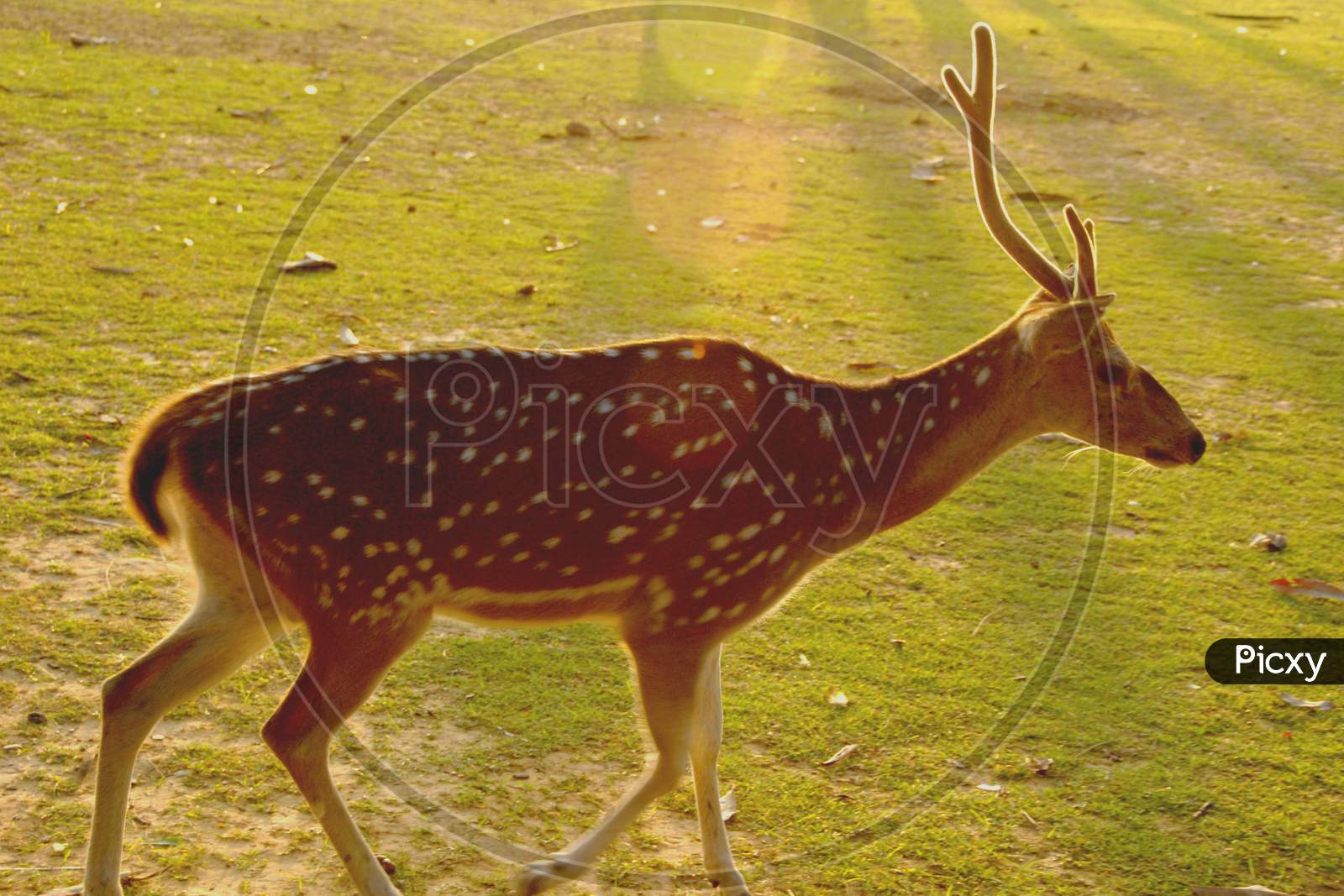 Dotted Deer in a Zoo