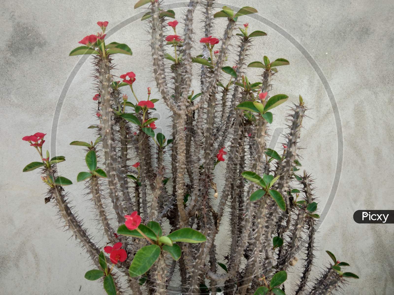 A thorny plant with red flowers on it, in spring season