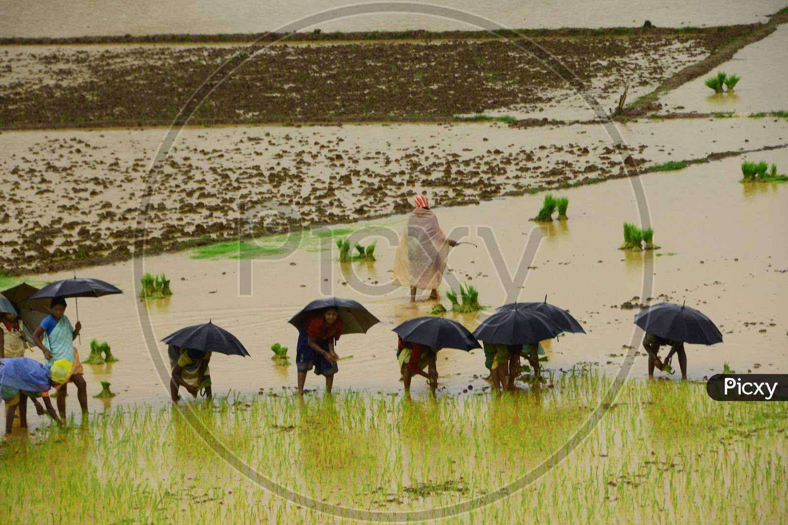Woman Farmer Planting Paddy Saplings In Agricultural Fields Of Araku