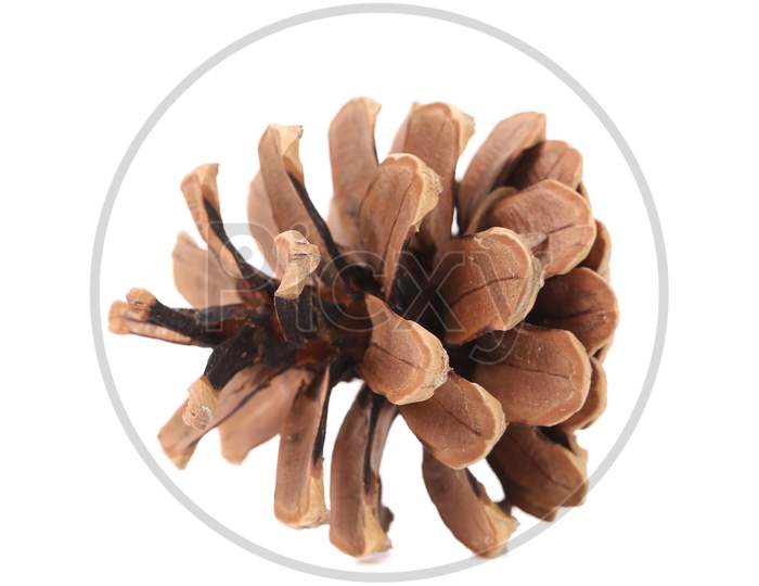 Brown Pine Cone. Isolated On A White Background.