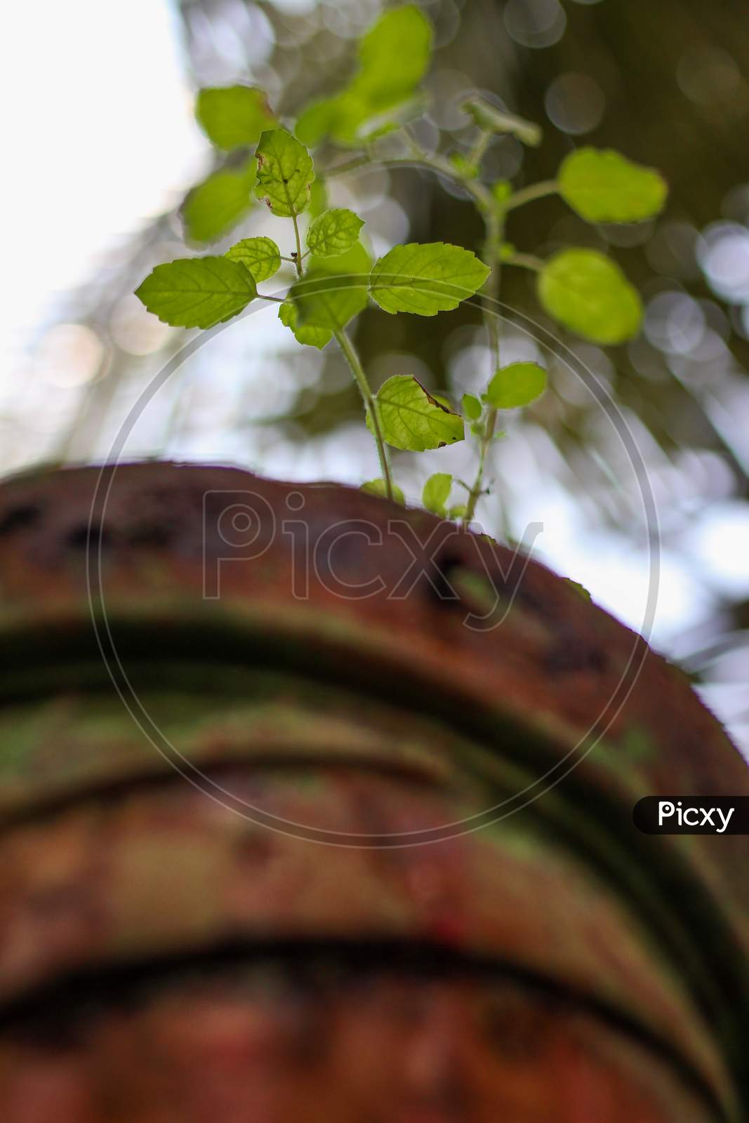 Image of Holy Basil Plant Or Tulsi On Low Angel.Scientific Name