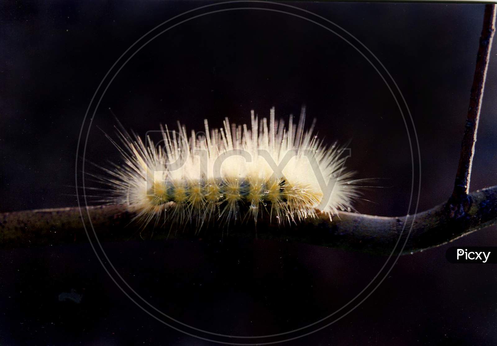 White Cushion Caterpillar  On a Tree Branch