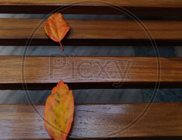 Dried orange leaf