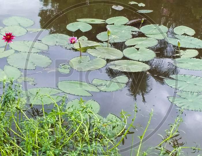 Beautiful water lilies on the pond in the blossom