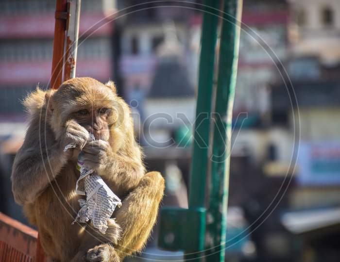 monkey sitting on the indian temple wall