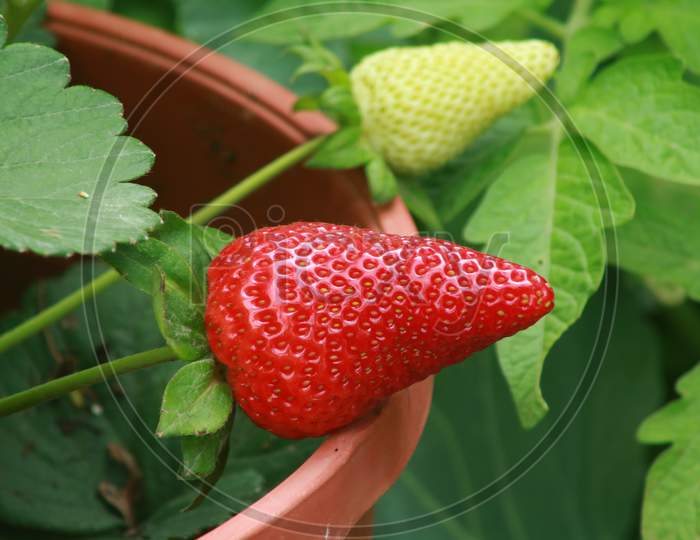 Fresh strawberry Fruit