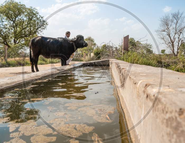 A buffalo having water from a water storage made for animals in a rural area