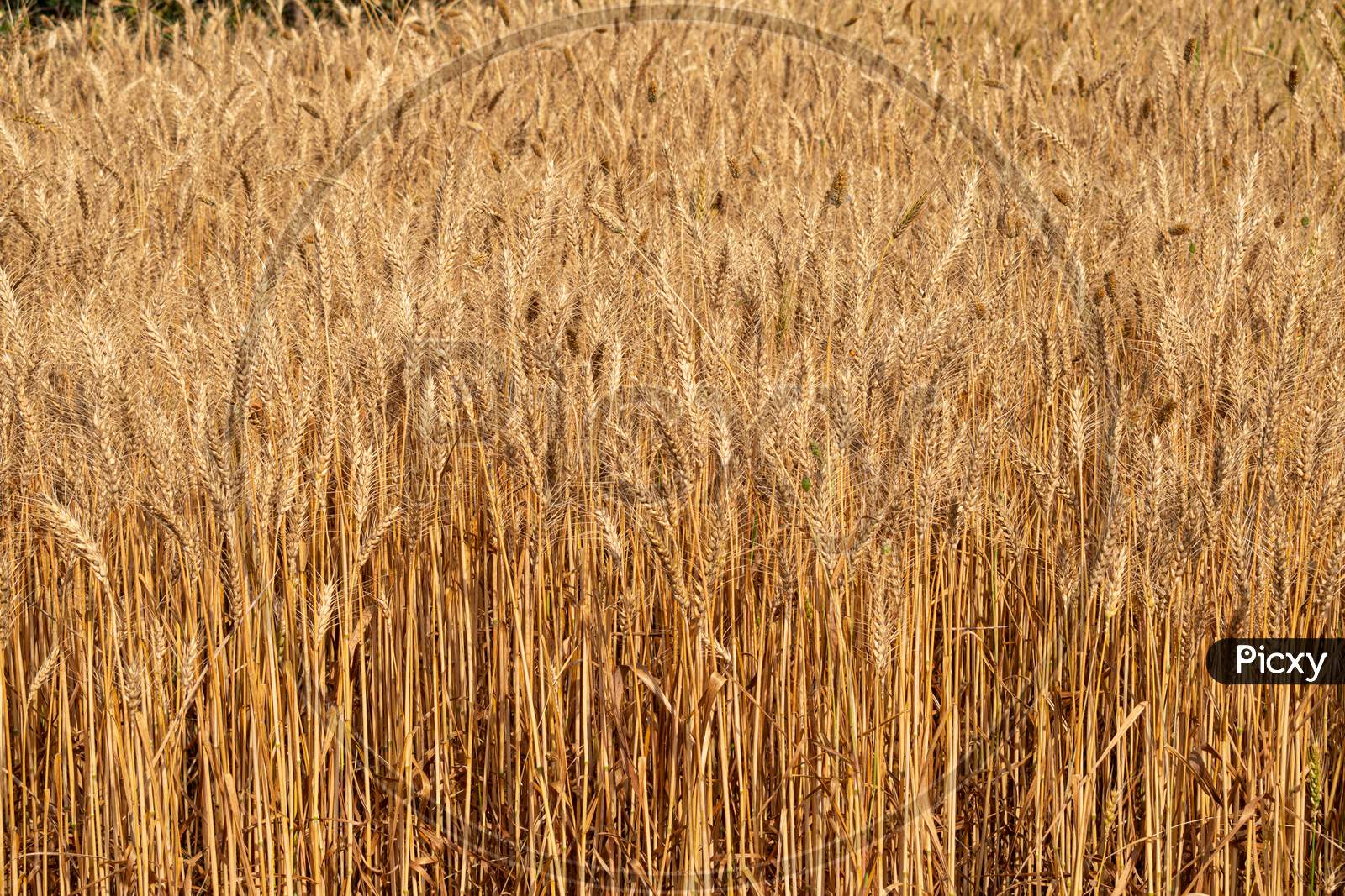Ripe wheat crop ready for harvesting in an Indian rural village