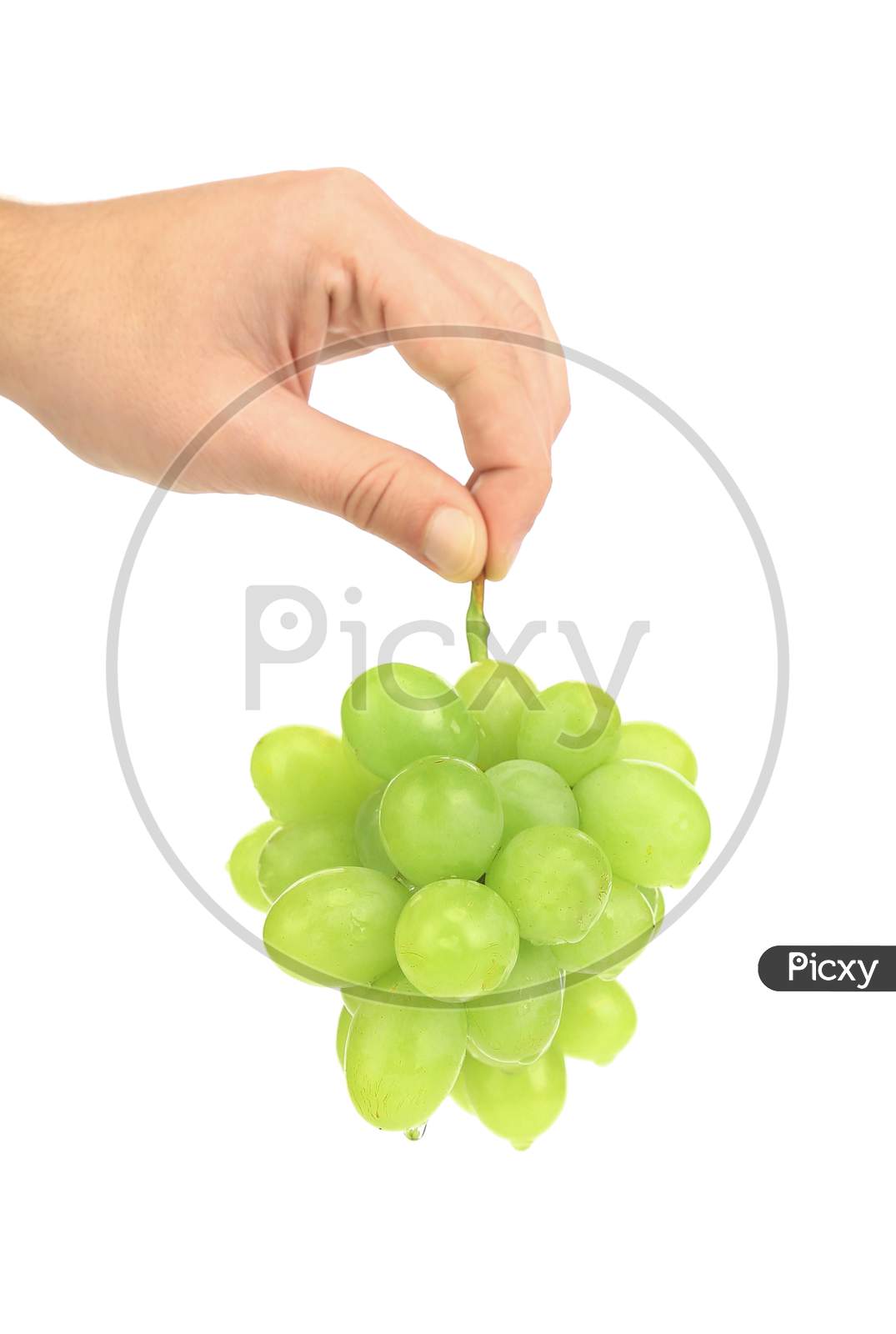 Green Ripe Grapes In Hand. Isolated On A White Background.