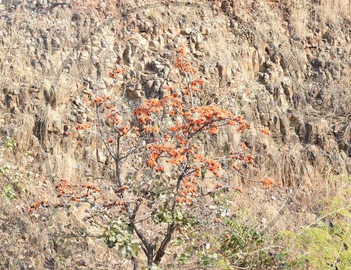 ornage flower tree