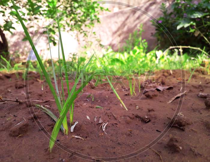 little plant of grass -the initial stage of growing of a plant which called sprout or bud