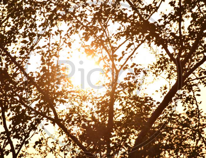 A shaded tree with sun