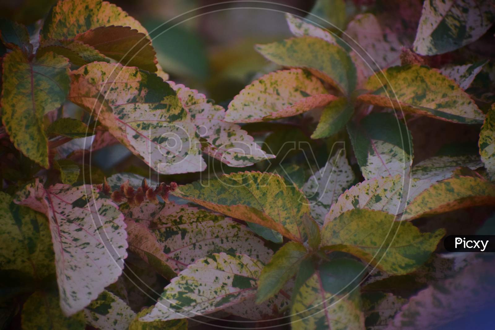 textured leafs
