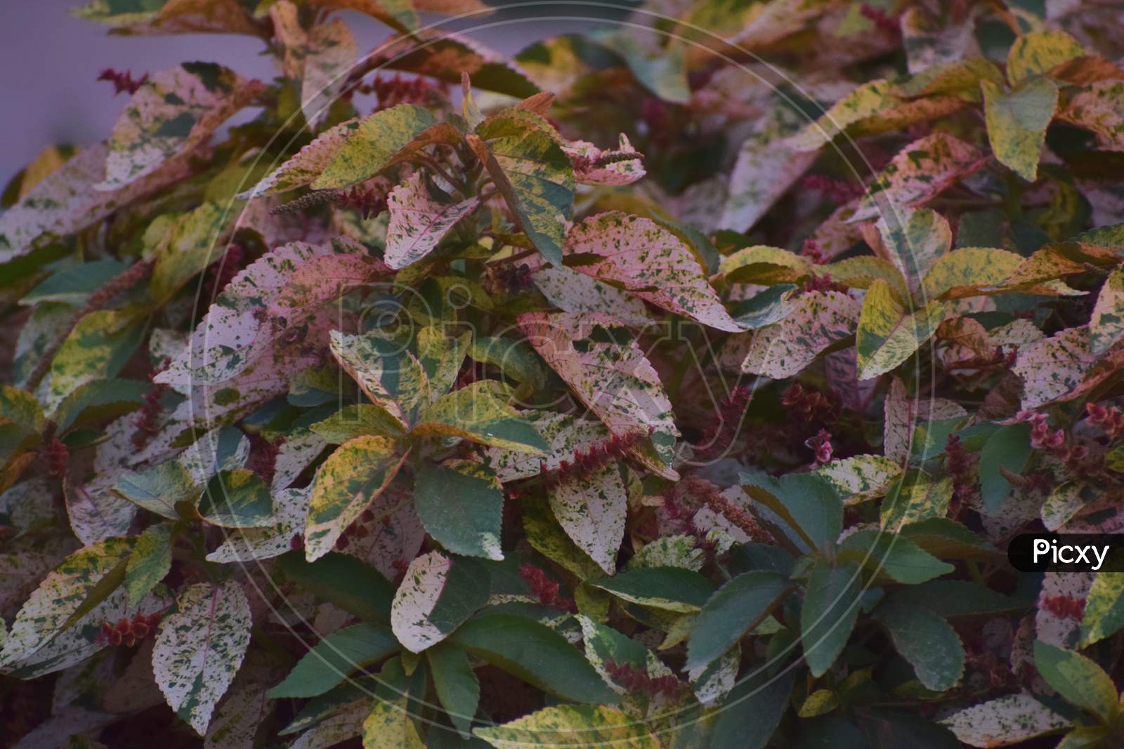 the textured leafs