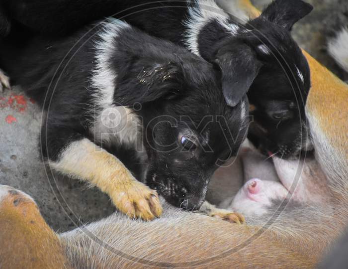 Puppies drinking mother's milk