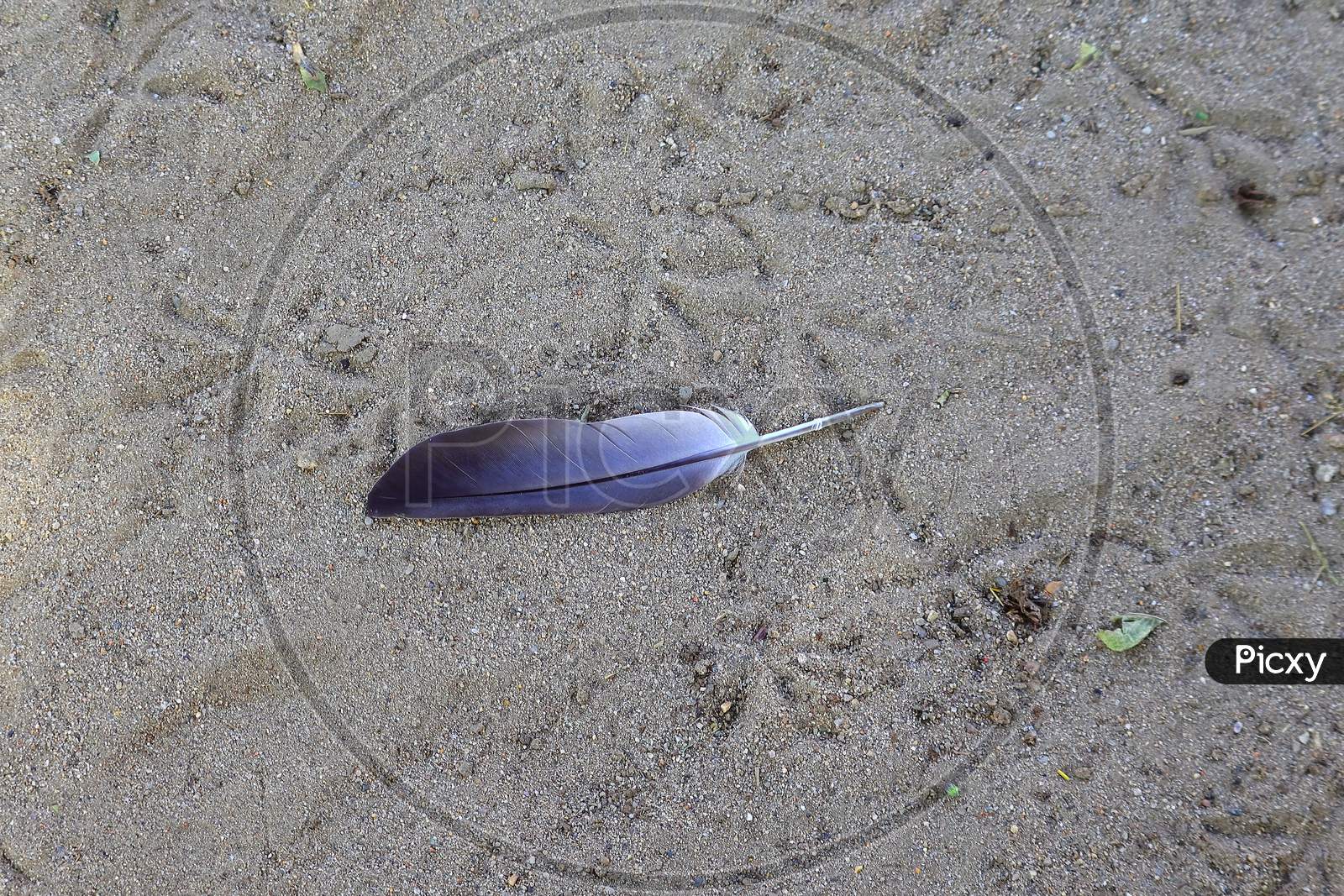 A Feather Or Wings Of Pigeon On The Ground, Bird Feather