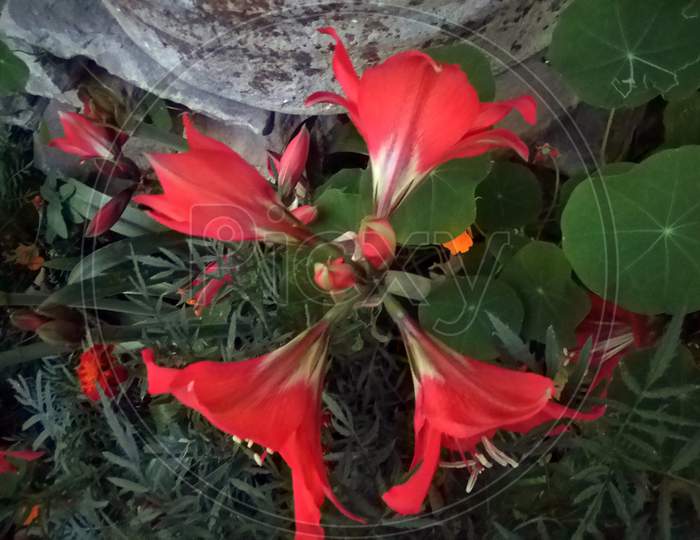Four Dahlia Flowers Together Himachal Pradesh India