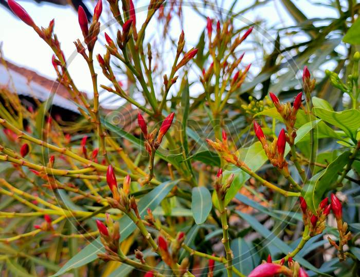 Buds of red flower