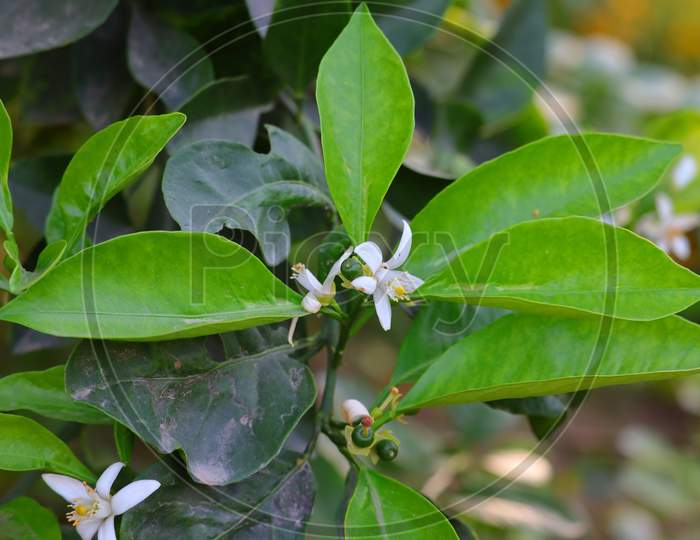 Green Lemon Fruits And Flowers Growing On Lemon Tree In Summer Time , Gardening Concept