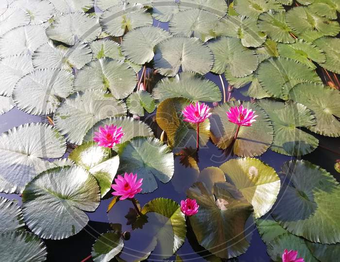 Aquatic Plant Lotus