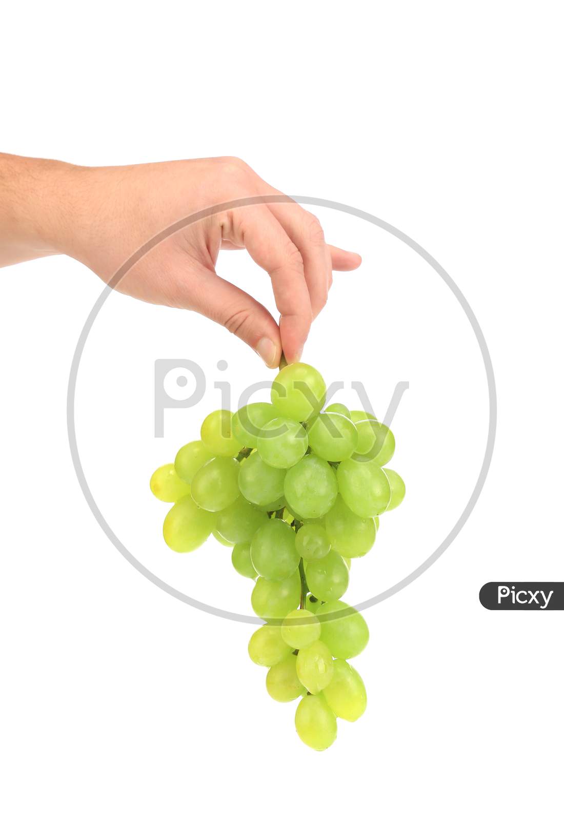 Green Ripe Grapes In Hand. Isolated On A White Background.