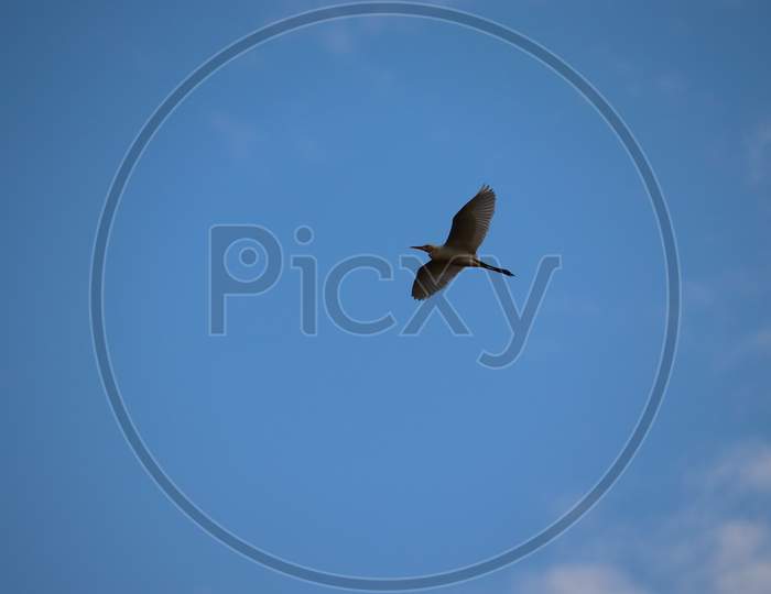 White Heron Flying In The Domestic Sky Against Blue Sky, Heron Bird Flying