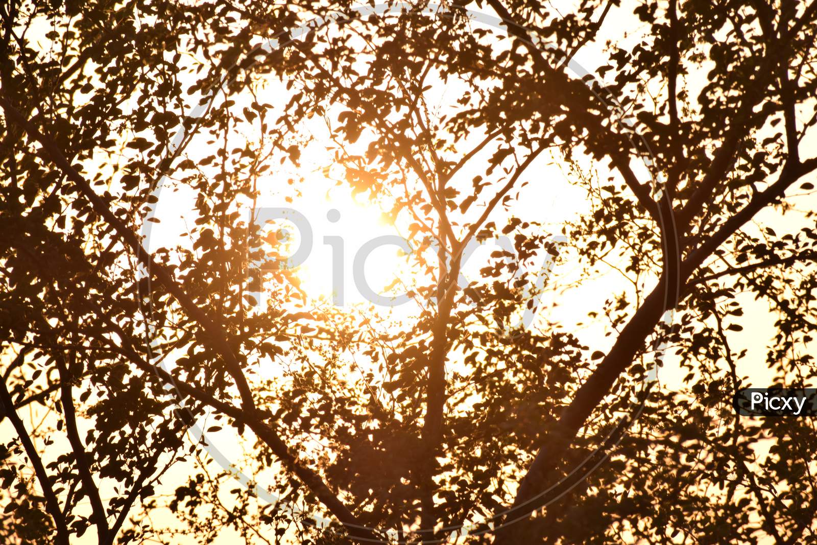 A shaded tree with sun