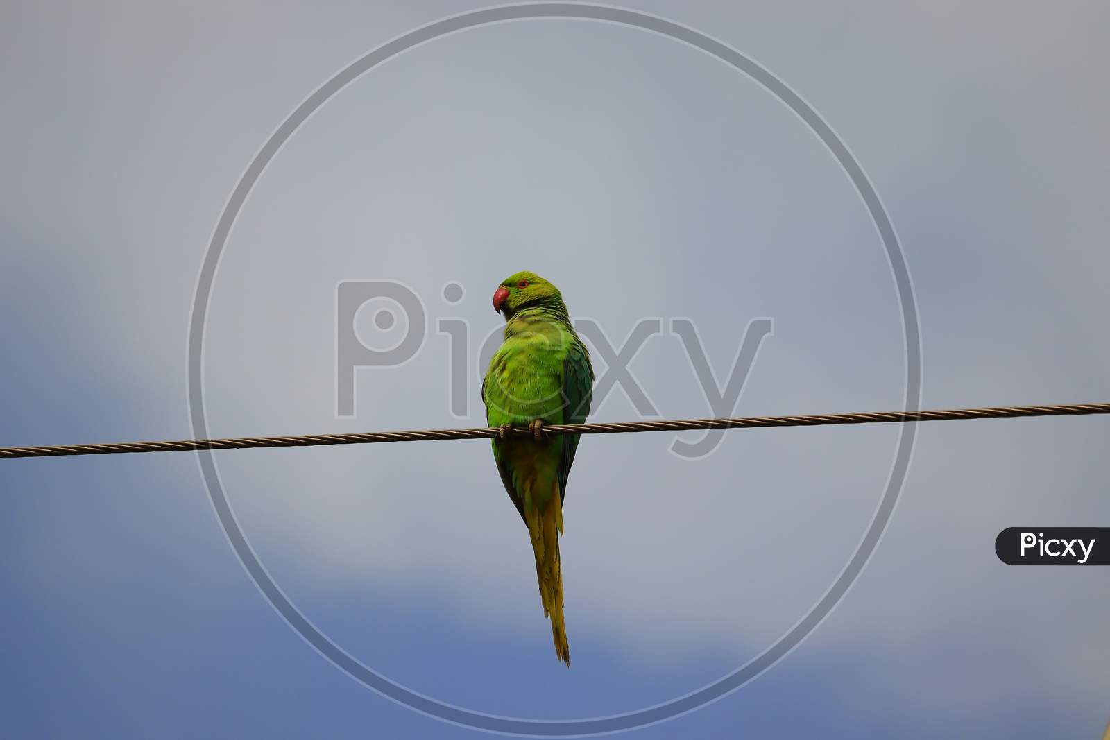 Rose Ringed Parrot Perching A Wire Against Cloudy Sky, Bird Watching