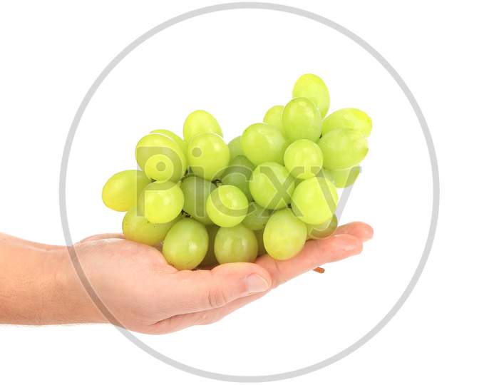 Green Ripe Grapes On Hand. Isolated On A White Background.