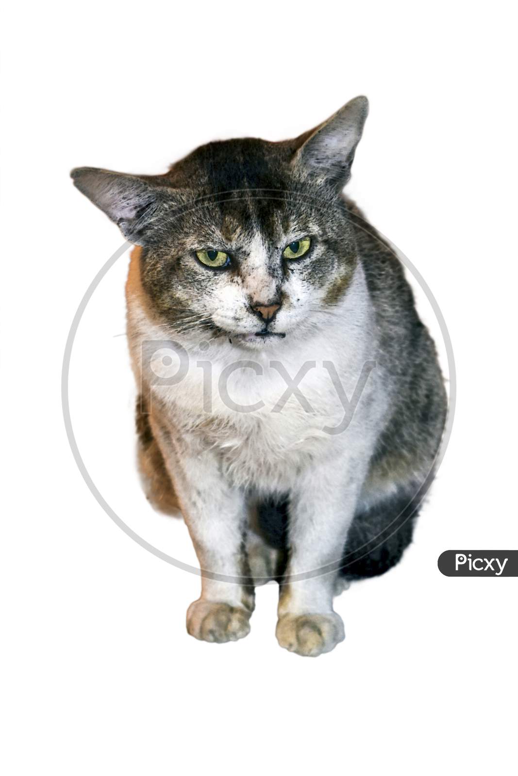image of an angry male cat of india