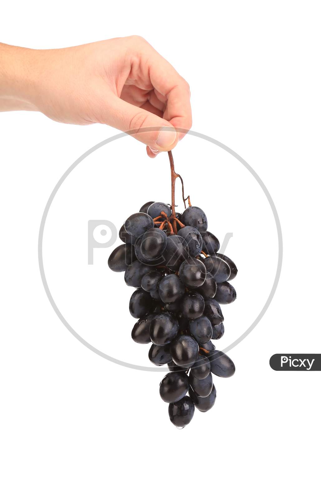 Branch Of Black Ripe Grapes In Hand. Isolated On A White Background.