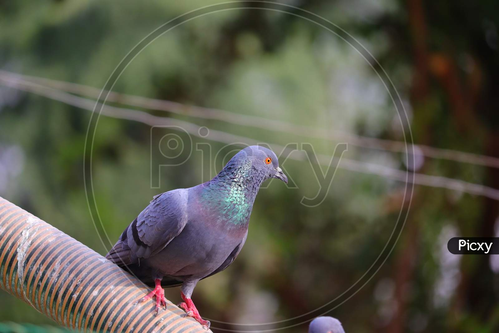 Close Up Of Indian Domestic Pigeon Perching On Water Pipe In Summer, Indian Blue Dove Bird