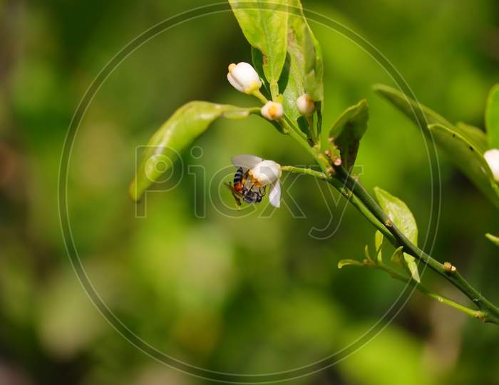 Honey Bee Or Apis Florea Feeding Nectar On White Flower Of Lemon Tree