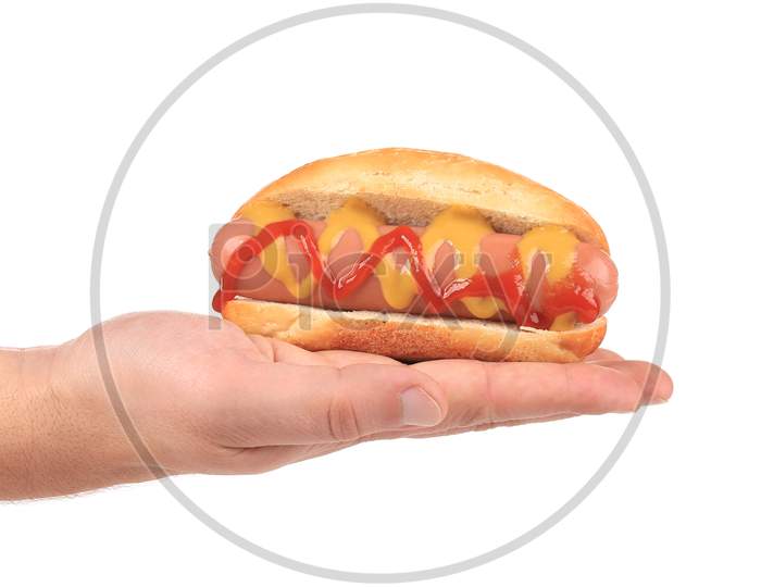 Hand Holding Hotdog. Isolated On A White Background.